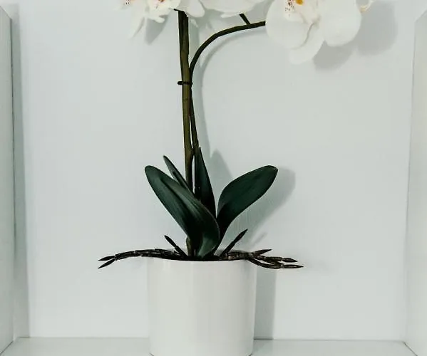 De Lux Ultramodern In Zona Centrala 公寓 *